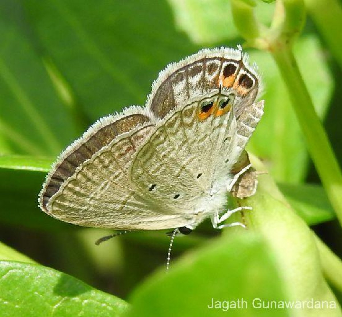 Euchrysops cnejus Fabricius, 1798